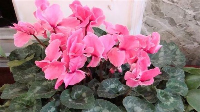 仙客来怎么养？仙客来养殖方法和注意事项