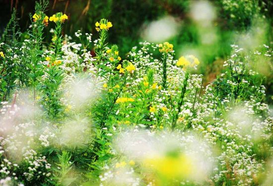 满天星图片大全