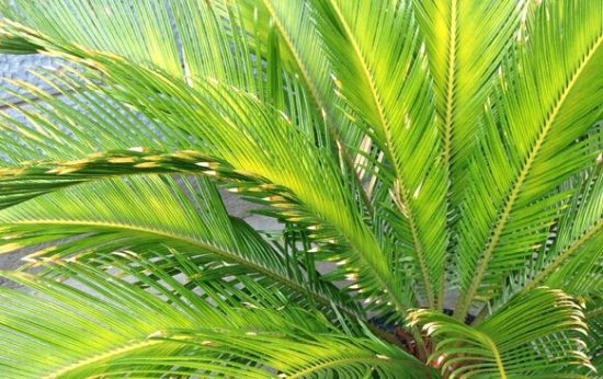 苏铁叶子发黄 苏铁叶子发黄