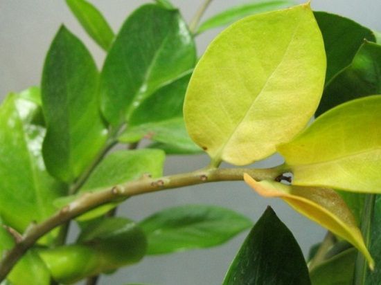 植物叶子发黄的常见原因及解决办法详解