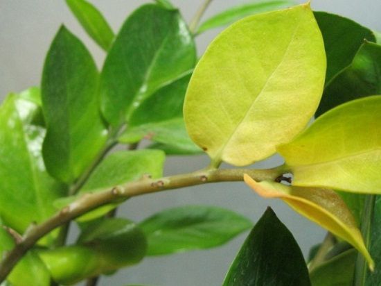 植物叶子发黄的常见原因及解决办法详解