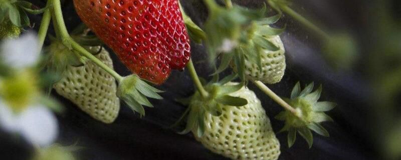 阳台如何种草莓？家庭阳台草莓种植方法