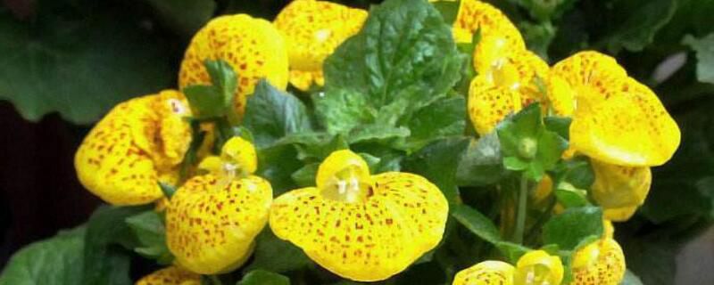 荷包花怎么浇水？每隔2～4天浇一次水