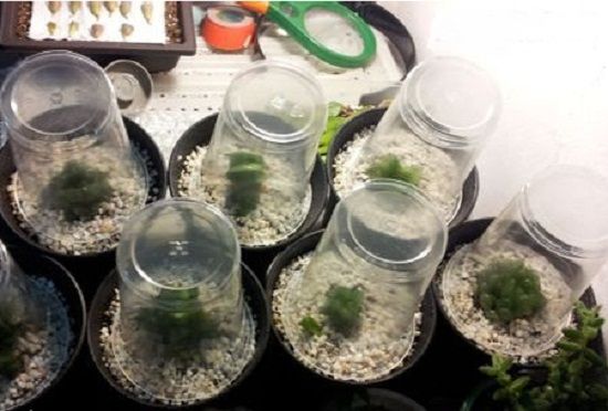 多肉植物闷养浅谈：闷养可短期内改善植物的状