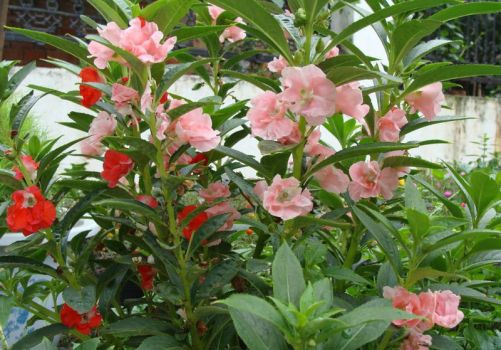 凤仙花的栽培方法：种植步骤和养护方法