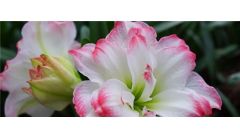 四大朱顶红双瓣大花品种图片