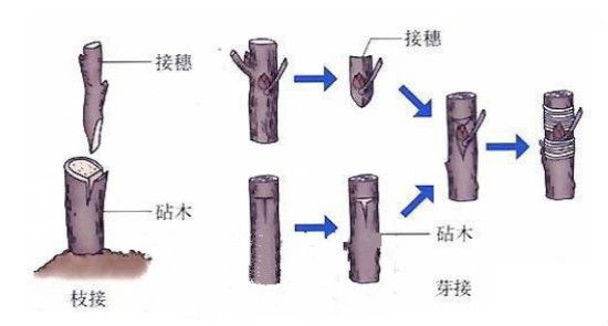 嫁接银杏树