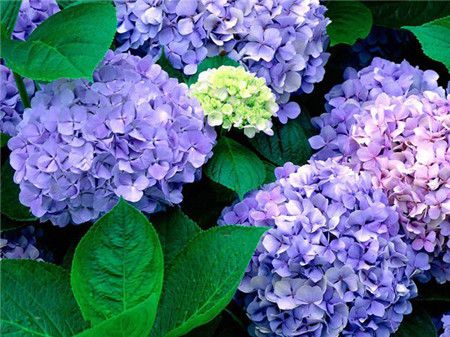 绣球花有多少种颜色（全解图示）