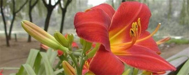 曼陀罗花长什么样子？十种颜色曼陀罗花图片