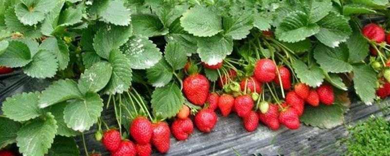 大棚草莓苗种植方法