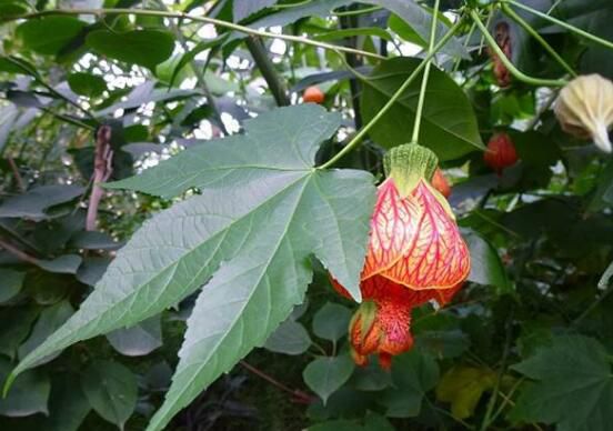 金铃花叶子发黄怎么办？金铃花叶子发黄后的养护技巧