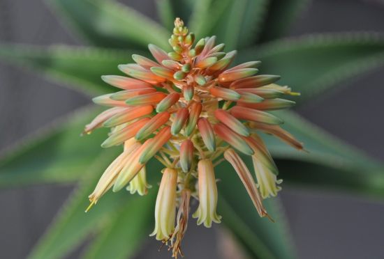 芦荟开的花图片 芦荟开的花图片