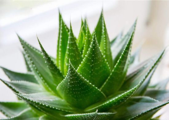 清脆的芦荟图片 清脆的芦荟图片