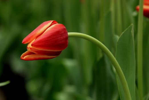郁金香花期：国内普遍在3~5月份