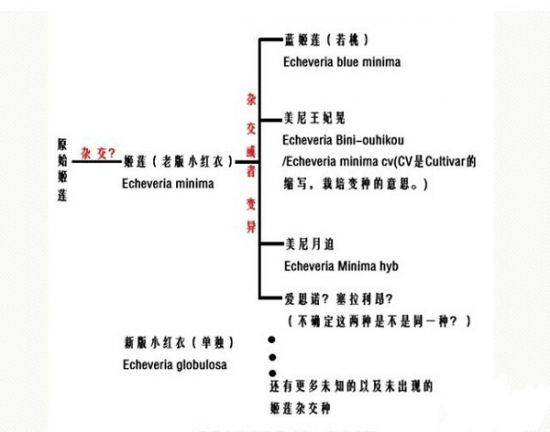 原始姬莲和小红衣（老版）有什么区别（对比图