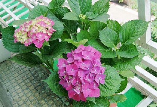 摆摆在阳台的绣球花
