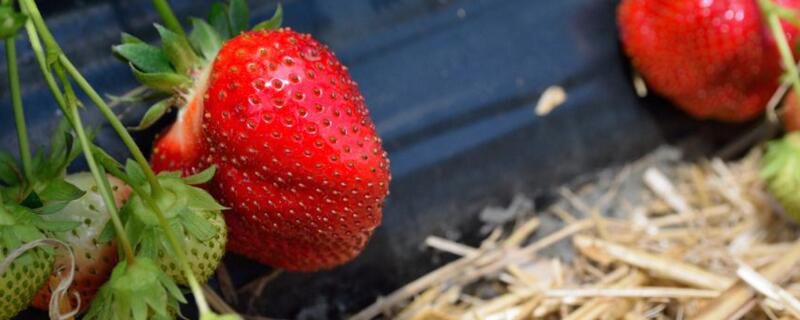 草莓什么时候种植？草莓的栽培要点