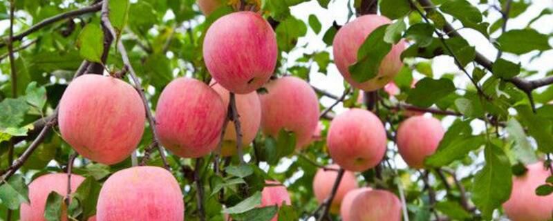 一亩地种多少苹果树？70～75棵苹果树