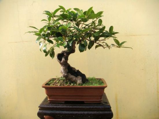çæ ½æ¡è±