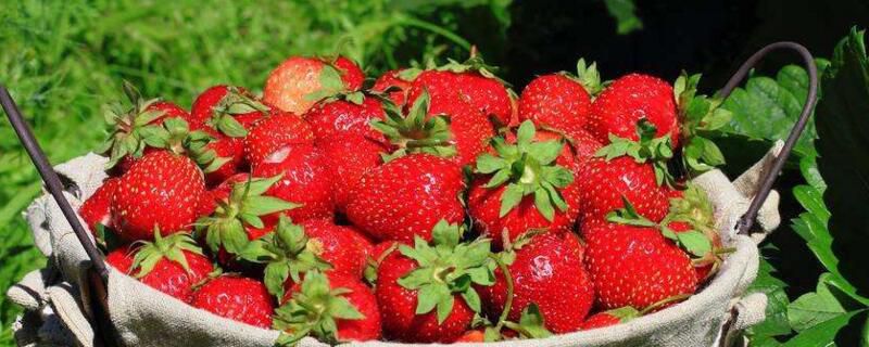 一亩大棚草莓种植利润能有多少？1～3万元