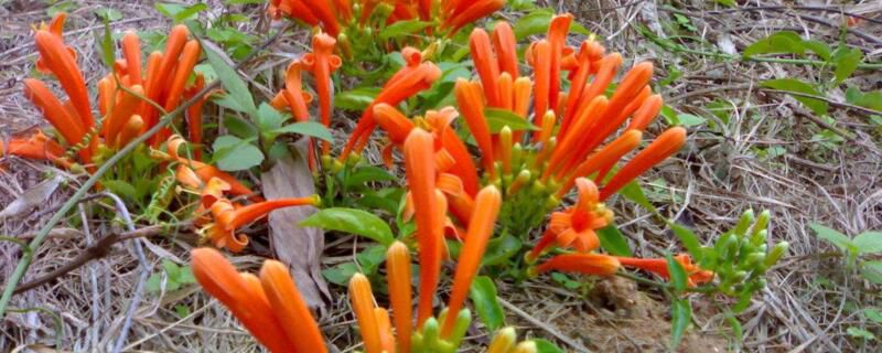 炮仗花什么时候开花？炮仗花在1～6月份开花