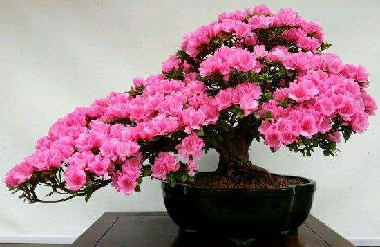 杜鹃花放在卧室好吗？杜鹃花的家居摆放作用