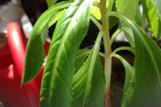 指甲花叶子发黄怎么办？指甲花叶子发黄的四个