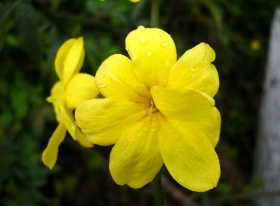 黄色的迎春花图片