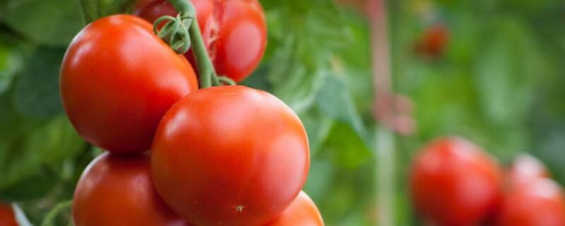 西红柿怎么种植？西红柿种植方法和管理技巧