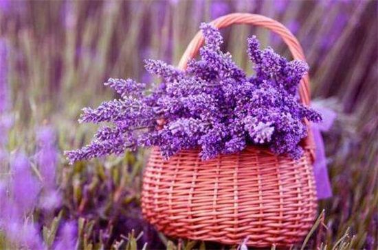 薰衣草品种有哪些？盘点10大品种薰衣草图片