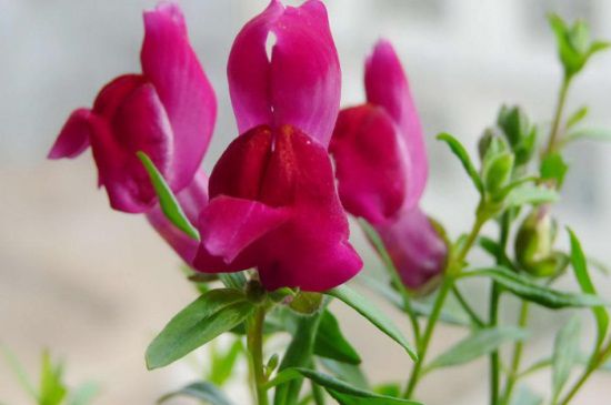 金鱼草怎么种植，6个要点让花朵饱满鲜艳