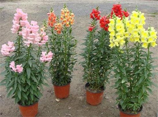 金鱼草怎么养才能开花