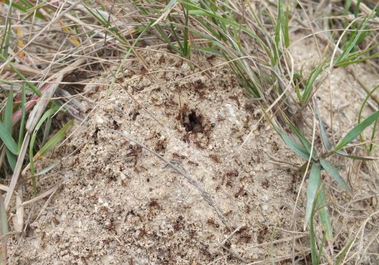 怎样防治盆土内的蚂蚁