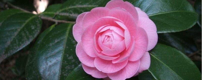山茶花送给什么人？适合送山茶花的4类人群