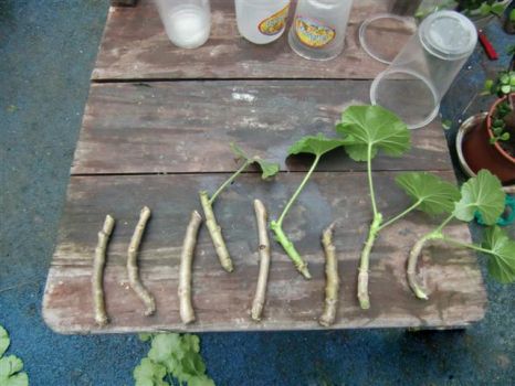 天竺葵扦插方法和转移盆栽步骤