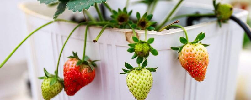 草莓种植时间和方法