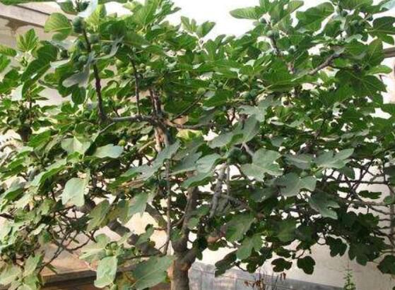 无花果是凶树还是吉树？怎样化解无花果煞气