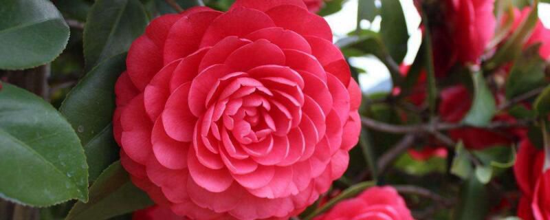 山茶花品种有哪些？十大山茶花品种大盘点