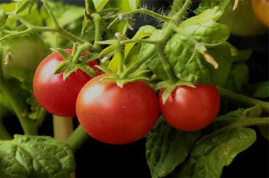 西红柿种植技术与管理要点