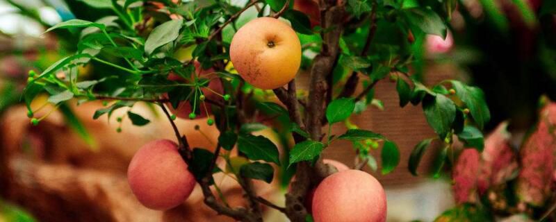 苹果树怎样栽种？盆栽苹果树的养殖方法