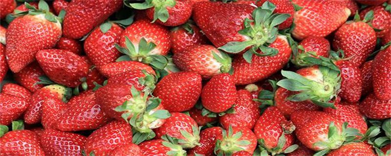 吃草莓季节是几月份