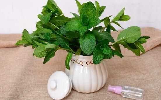 薄荷施什么肥，氮肥为主磷钾肥为辅(薄肥勤施