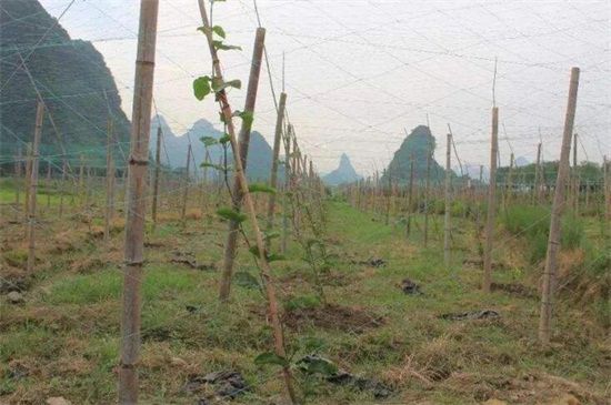 如何种植黄金百香果？要整地翻土后栽种定植