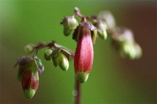 宫灯长寿花几月可以扦插？5月～6月扦插最佳