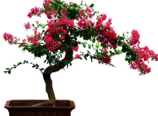 盆花为什么落蕾、落花、落果？