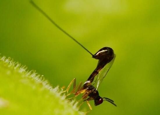 为什么无花果里有蜂尸 为什么无花果里有蜂尸