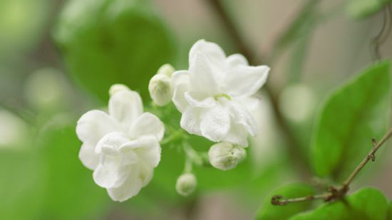 茉莉花不开花怎么办？注意修剪和施肥