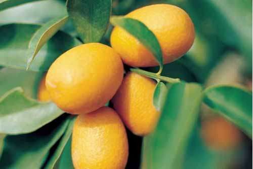 阳台盆橘品种有哪些？盘点十大品种盆橘图片