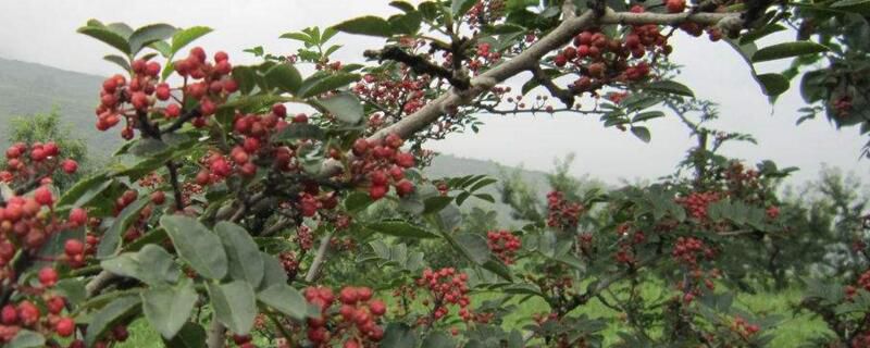 花椒苗怎么培育？花椒苗培育方法和技巧