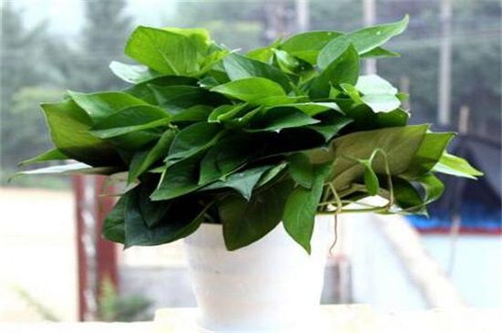 室内放什么植物可以净化空气？盘点十大强力净化空气的植物